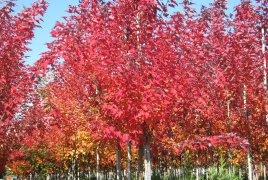 Rubrum