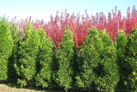 Libocedro