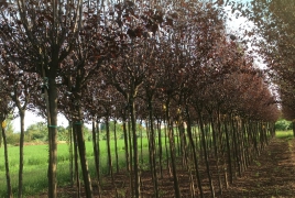 Prunus
