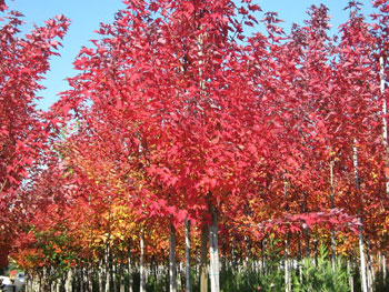 Acer Rubrum