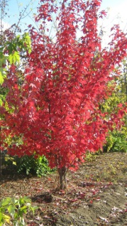 Acer Rubrum cesp.