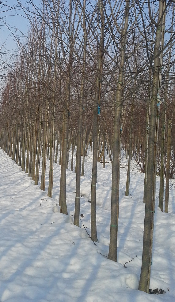 Tilia Hyb. argentea crf. 20-25