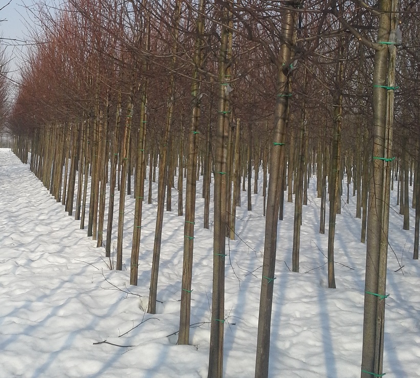 Tilia C. "Green Spire"